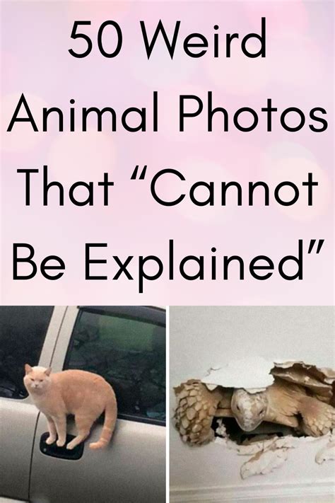 50 Weird Animal Photos That “cannot Be Explained” In 2021 Animal