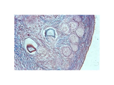 Cat Ovary 400x Diagram Quizlet