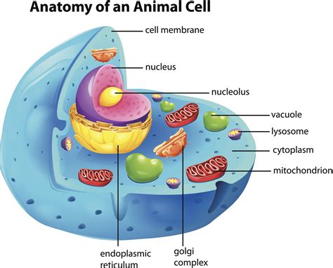 What Is The Function Of A Cytoplasm In A Cell Functions Functions And