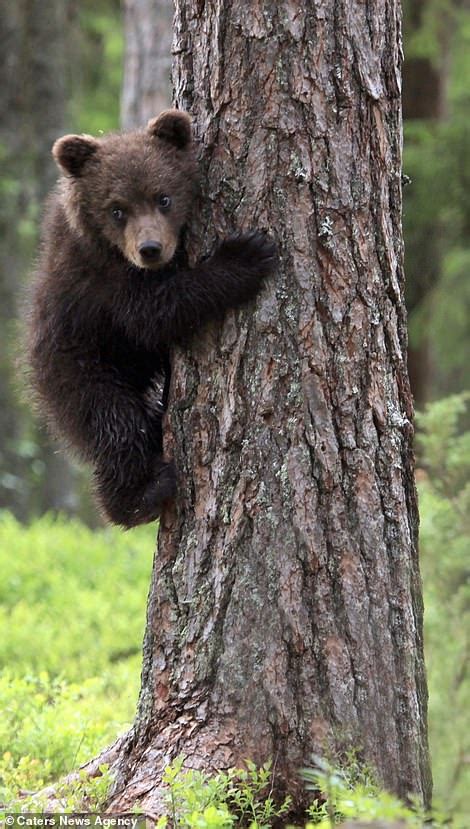 Peek A Bear Cute Cubs Are Snapped Playing Hide And Seek And Climbing