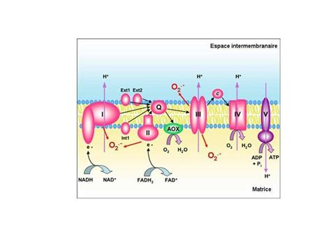 Repr Sentation De La Cha Ne Respiratoire D Une Mitochondrie Les Download Scientific Diagram