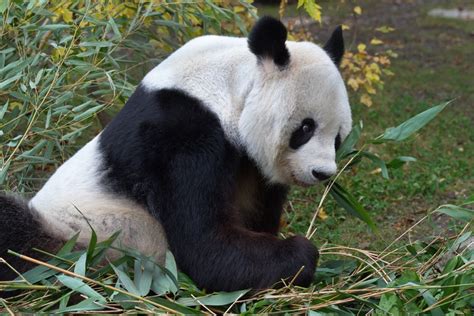 Großer Panda Tiergarten Schönbrunn