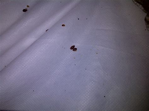 Bed Bug Evidence On Sheets Bed Bugs Bed Sheets Crawlers Canning