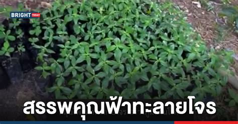 ฟ้าทะลายโจร สมุนไพรพื้นบ้าน สร้างภูมิต้านโรค สรรพคุณมาก ...