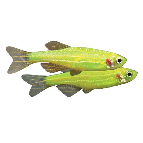 Glofish Electric Green Danio Glofish Pet Fish Fish