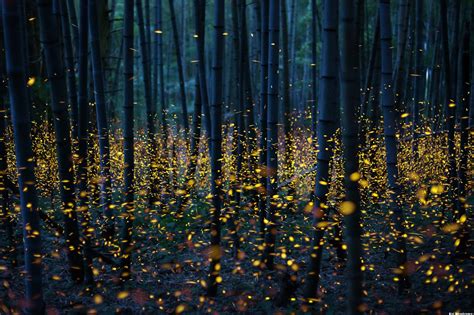 Fireflies 4k Wallpapers For Your Desktop Or Mobile Screen Free And Easy