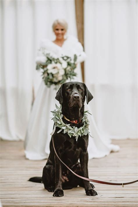 Brides Decision To Bring Her Dog To Her ‘first Look Photoshoot Makes