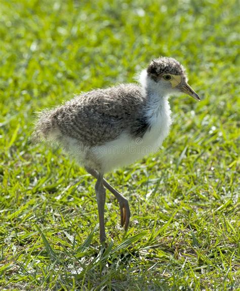 Baby Plover Stock Photo Image Of Baby Walking Nature 31421060