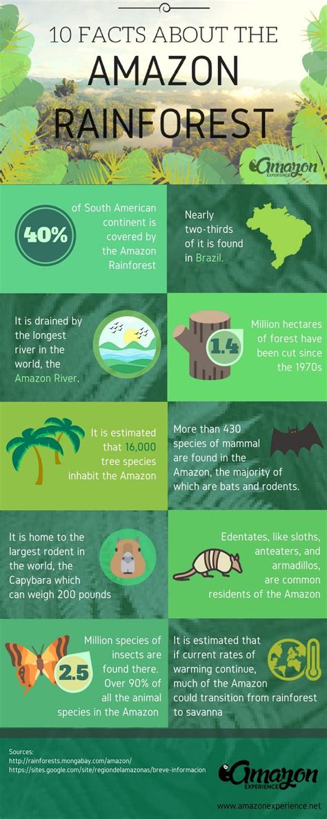 10 facts about the amazon rainforest you probably didn t know infographic amazonrainforest