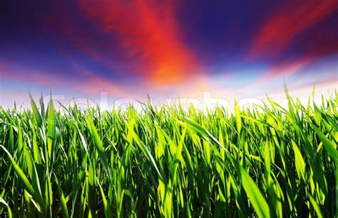 Beautiful Sunset Over Field With Green Grass Stock Photo Colourbox