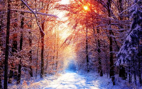 Winter Scenes The Cold Winter Landscape Desktop 1680x1050 Download