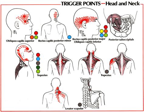 Neck And Shoulder Muscle Diagram The Muscles Of The Head Trunk And
