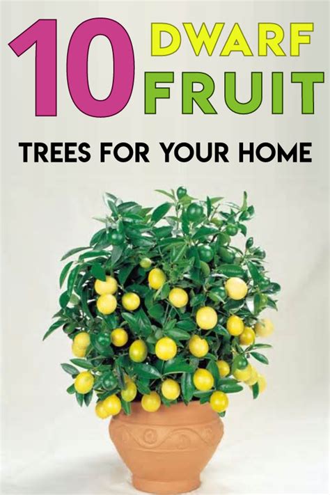 10 Dwarf Fruit Trees That You Can Grow In Pots Easily Dwarf Fruit