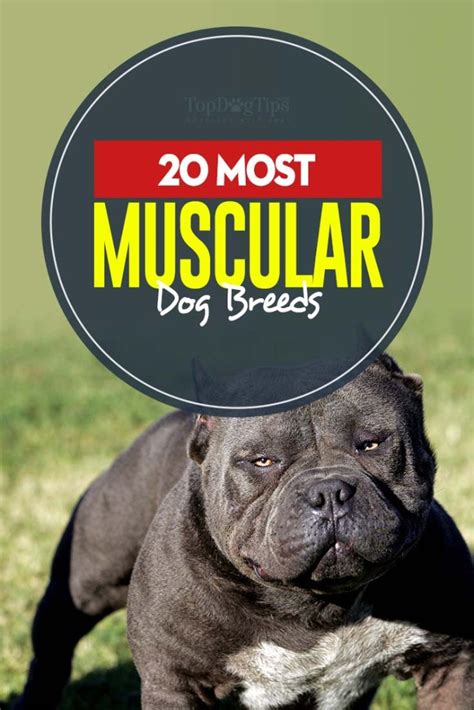 22 Most Muscular Dog Breeds