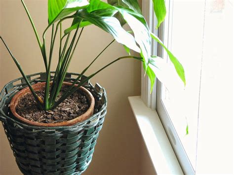 Guest Posts 7 Easy To Grow Indoor Houseplants