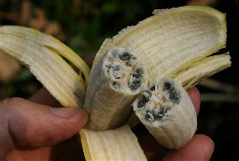 The Hidden Code Of Bananas Unraveling The Chemical Formula