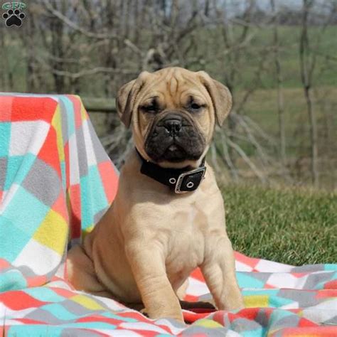 This is bob as a puppy sire of gch cc's get off of my cloud (junior). Justin - Bullmastiff Puppy For Sale in Pennsylvania