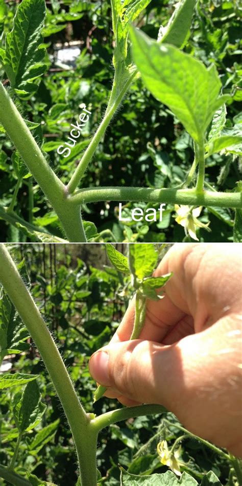 Planting sod often depends on the type of grass that you want in your yard. How do you prune tomato plants