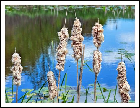 Cattails At The Edge Of The Pond Photographed On May 18 2 Flickr