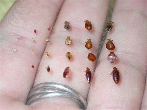 Identifying Tiny Bugs Thriftyfun