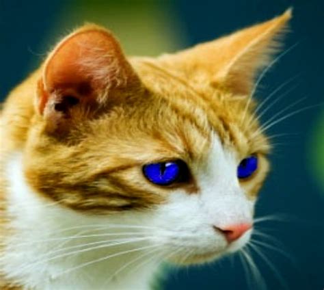Orange Tabby With Blue Eyes Orange Cats Blue Eyes Tabby Animals