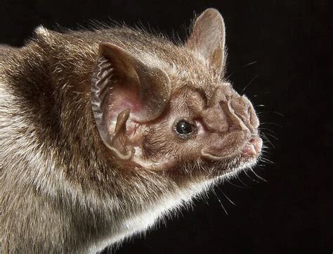 Common Vampire Bat Desmodus Rotundus Portrait Pantanal