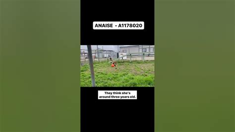 Adopt Anaise From Kern County Animal Services 3951 Fruitvale Ave