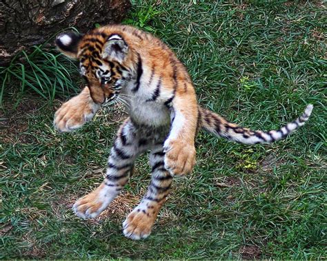 Four Month Old Baby Amur Tiger In St Louis Zoo Smithsonian Photo
