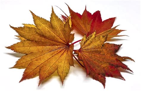 Colored Leaf In Autumn Stock Image Image Of Color Season 200400795