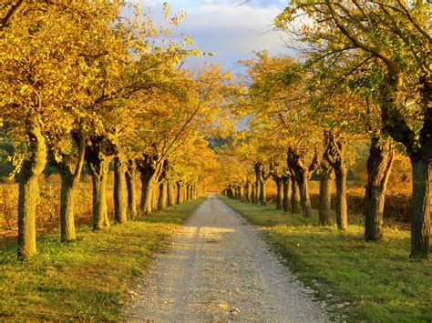 Free Images Tree Nature Path Outdoor Road