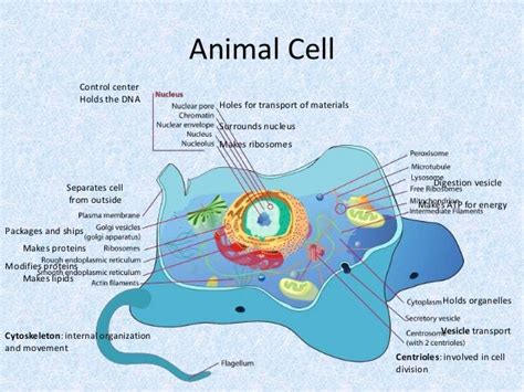 What Is The Function Of The Vesicle In An Animal Cell Pin On Biology
