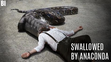 What If You Were Swallowed By An Anaconda Youtube