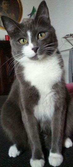 Food cat names are a great way to find a unique name for your kitty. Tuxedo Cat Names Perfect Choice | Cats, kittens, Cute cats ...
