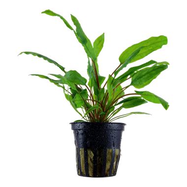 Cryptocoryne wendtii is one of the most popular, and widely available aquatic plants in the aquarium hobby. Cryptocoryne wendtii - Tropica Aquarium Plants