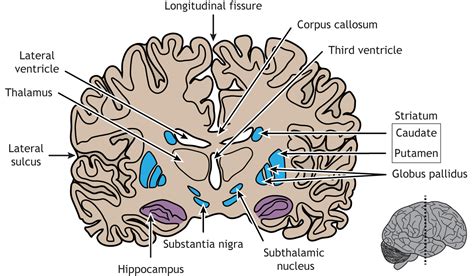 Internal Brain Anatomy Foundations Of Neuroscience