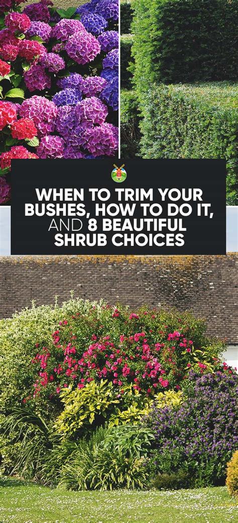 When To Trim Your Bushes And 6 Important Tips To Do It Right