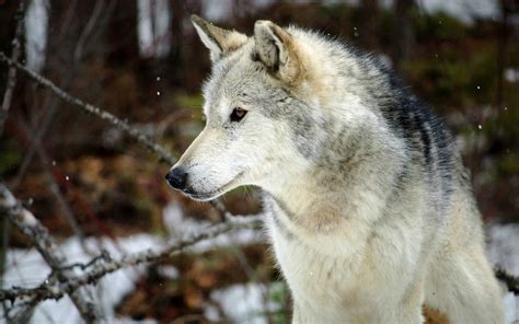 We have 77+ amazing background pictures carefully picked by our community. 46+ 1080P Wolf Wallpaper on WallpaperSafari
