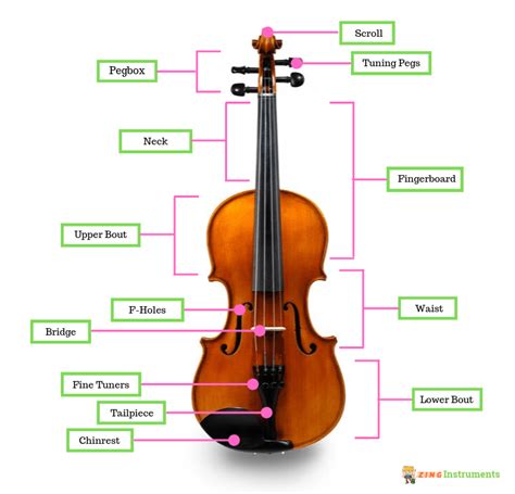 Parts Of A Violin A Simple Guide To What Each Piece Does Zing