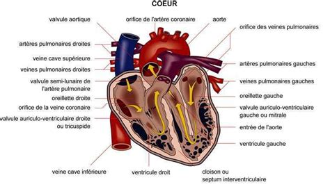 1 Schéma De Lanatomie Du Coeur Download Scientific Diagram