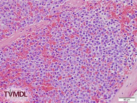 Visceral Mast Cell Tumor In A Cat Texas Aandm Veterinary Medical