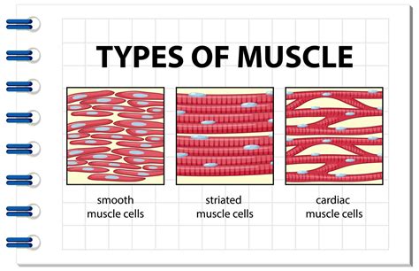 Types Of Muscle Cell Diagram Vector Art At Vecteezy