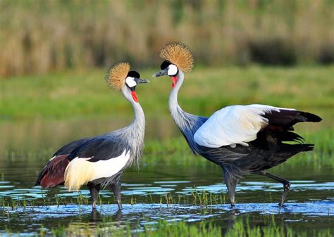 Grey Crowned Crane The Royal African Crested Bird