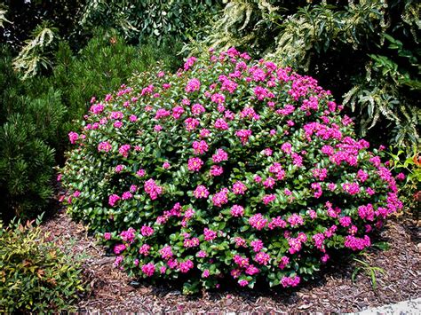 Writes southern living, the crepe myrtles are among the most satisfactory of plants for the south: Pocomoke Crape Myrtle For Sale Online | The Tree Center