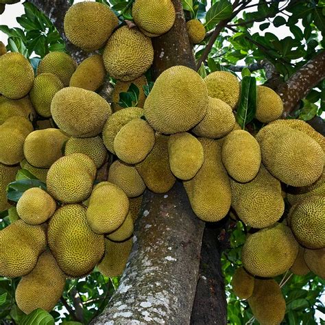 Waktu budak rajin belajar, in shaa allah cerah masa depan. Buah Cempedak Diluar Pagar, Ambil Galah Tolong Jolokkan ...