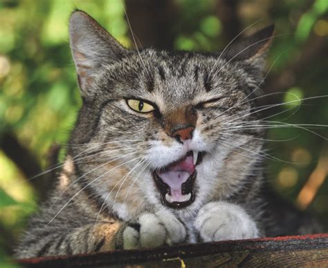 Attracting females and warding off other males. Ask the Vet | 4 Causes of Male Cat Spraying | MACAU DAILY ...