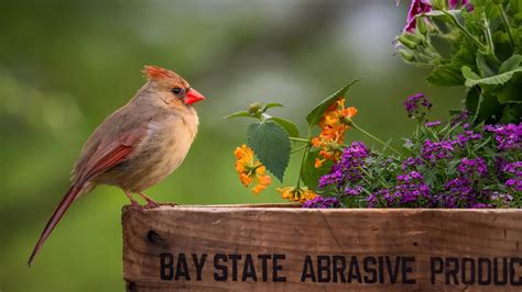 Bird Cardinal Flower Wildlife Bird Hd Desktop Wallpaper Widescreen