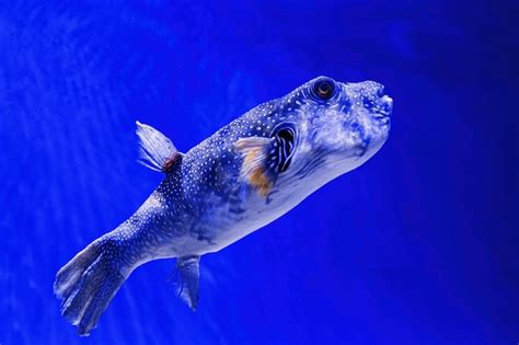 Premium Photo Macro Photography Underwater Pufferfish Gray