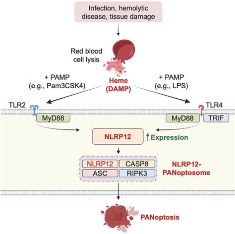 Cell丨nlrp12——panoptosis新关键分子 知乎