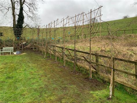 Planting Pleached Beech Trees Snowshill