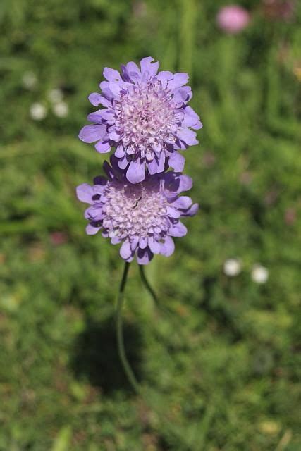 Small Scabious 40d 11711 Scabiosa Columbaria Perennials Plants